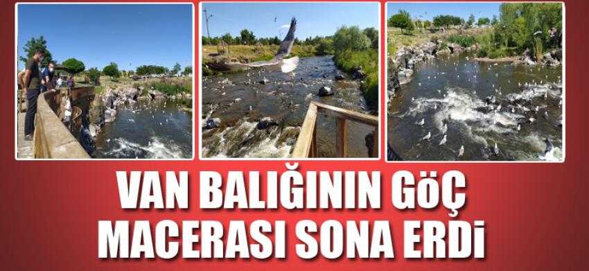 Van balığının göç macerası sona erdi