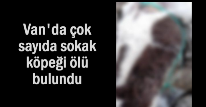 Van'da çok sayıda sokak köpeği ölü bulundu
