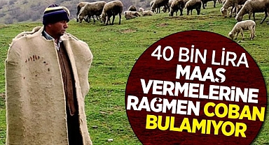 40 bin lira maaş verilecek çoban aranıyor