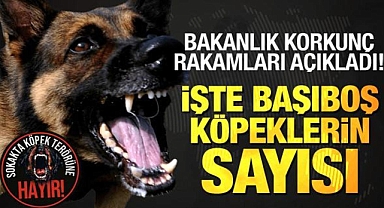 Bakanlık resmen açıkladı! İstanbul, Ankara ve İzmir'de başıboş köpeklerin korkunç sayısı