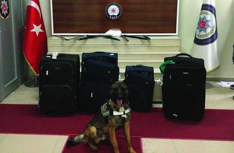 Hassas burun Bozo, uyuşturucu tacirlerine geçit vermedi