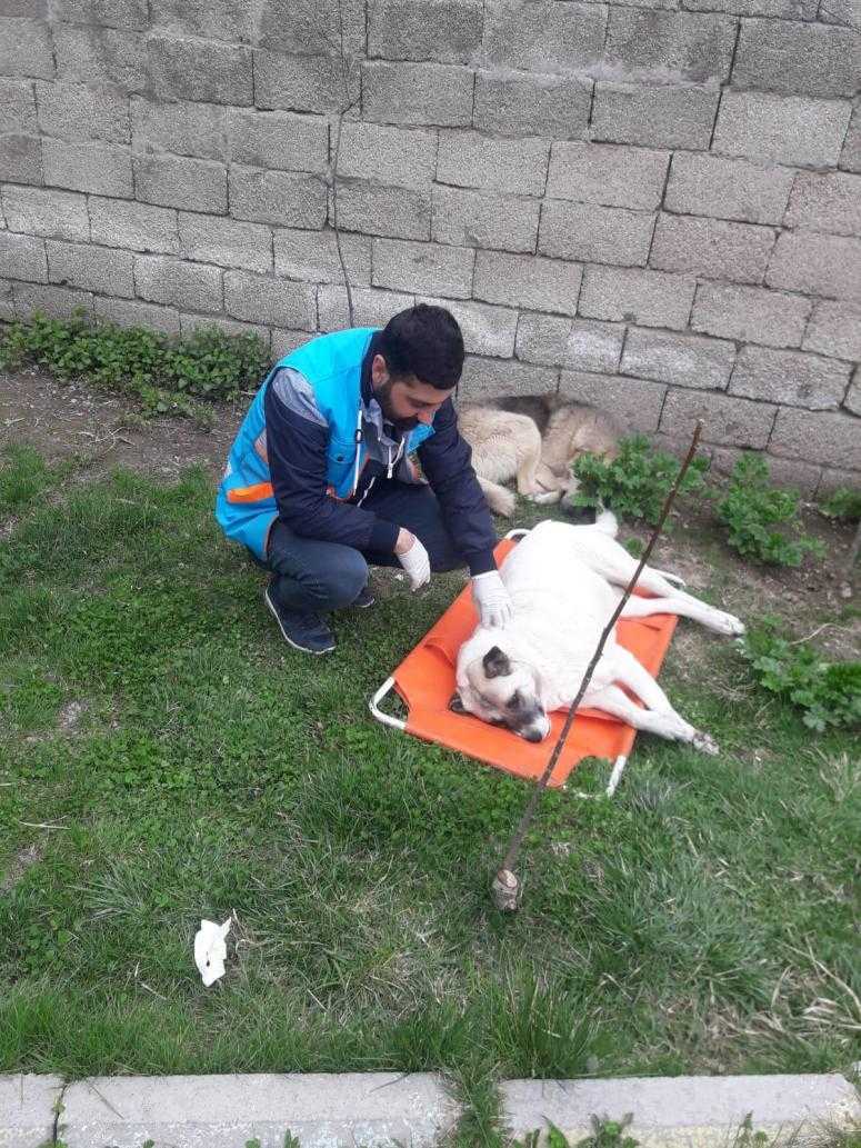 Çevre Koruma ve Kontrol Müdürlüğü sokak hayvanlarını denetlemeye devam ediyor
