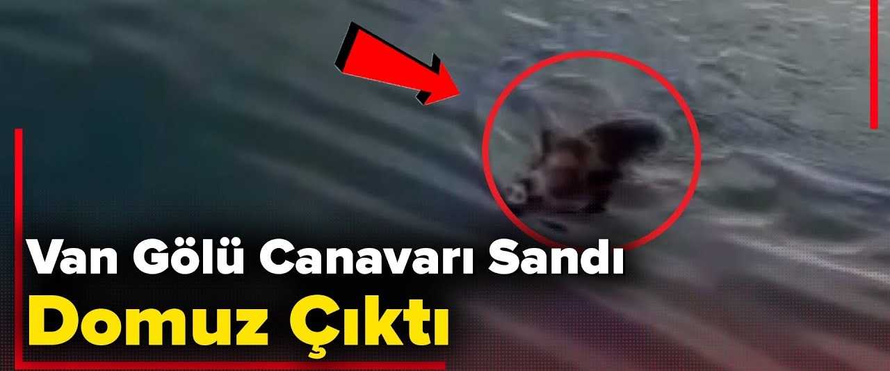 Van Gölü Canavarı sandılar, domuz çıktı