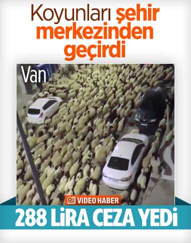 Van'da koyun sürüsü şehir merkezinden geçti