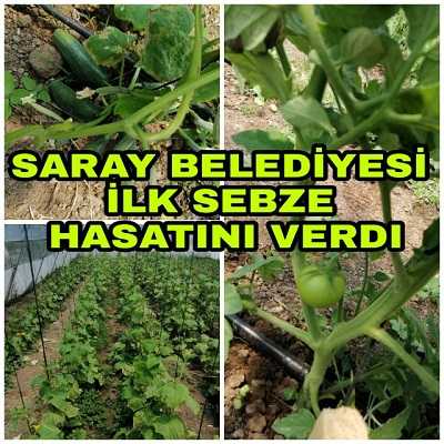 Saray'da serada ilk hasat