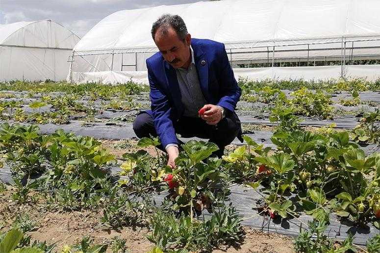 Gürpınar Belediyesi'nden örnek seracılık