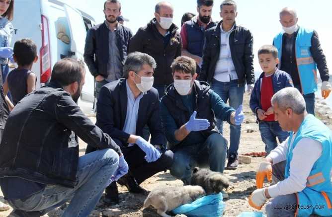 Van’da hayvanların hakları korunacak!